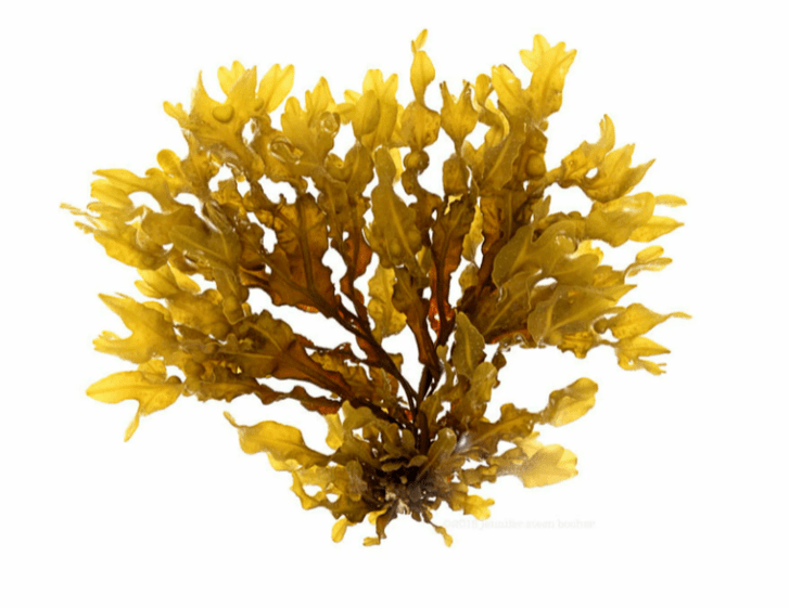 Fucus vesicularis به عنوان بخشی از Inno Gialuron